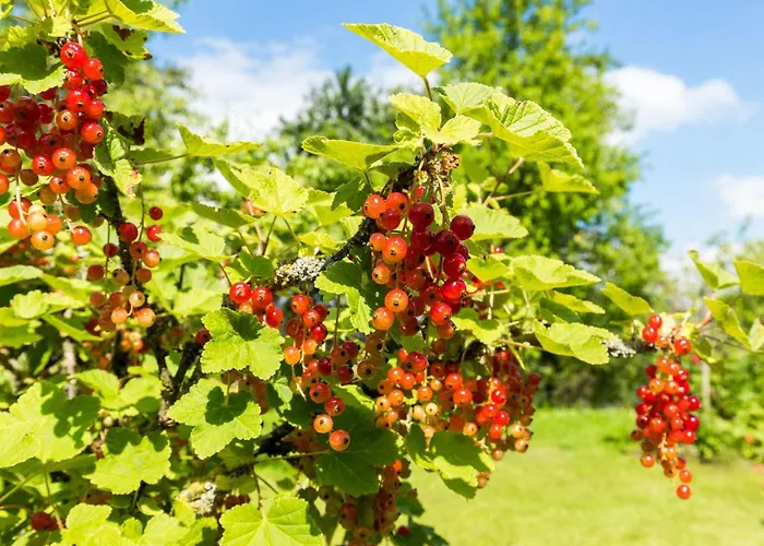 Obstwiese By Interhome Апартаменты