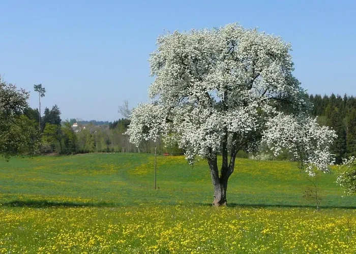 Апартаменты Obstwiese By Interhome Hergensweiler